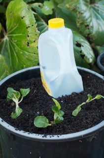 Pak Choi